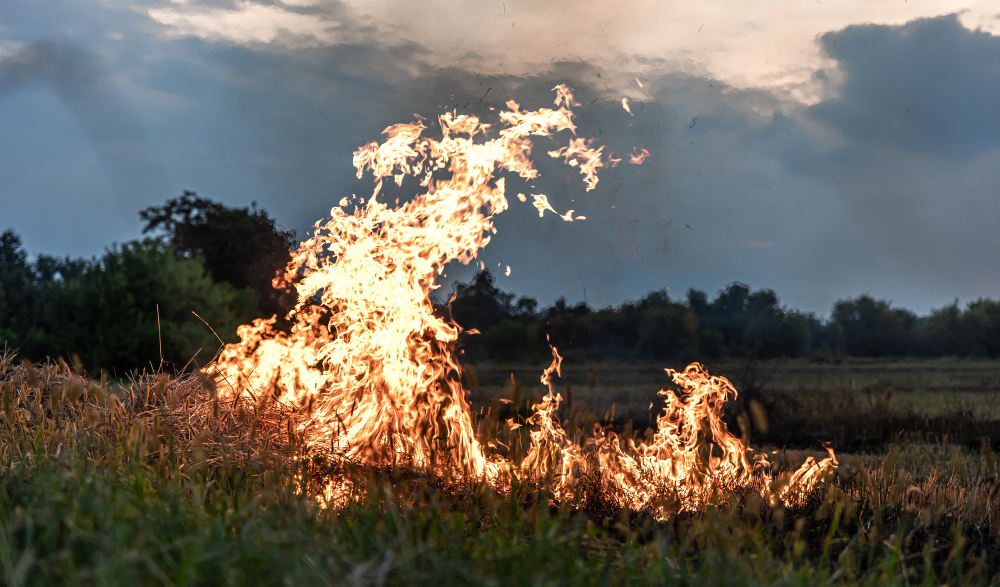 Incendio devastante alla Riserva naturale delle Saline