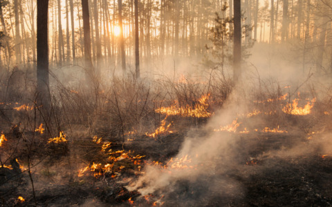 Incendio alla facoltà di agraria: dieci indagati per negligenza