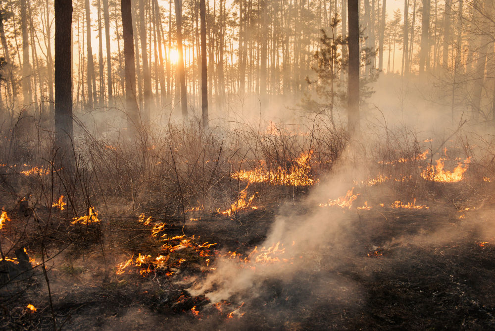Incendio alla facoltà di agraria: dieci indagati per negligenza