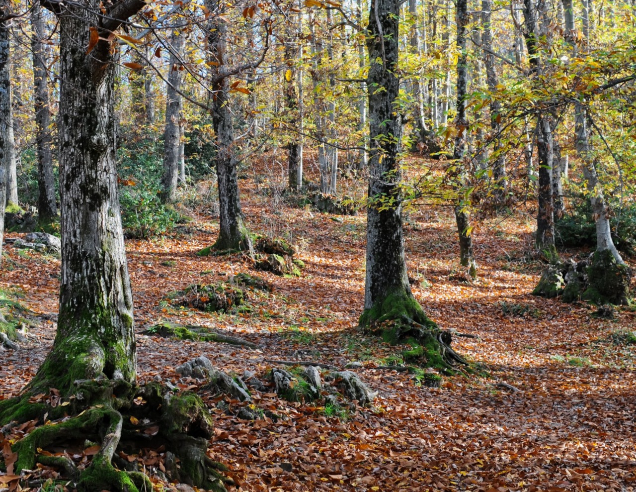 Tecnologia per i castagni del Monte Cimino, al via il monitoraggio