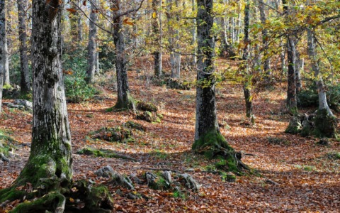 Tecnologia per i castagni del Monte Cimino, al via il monitoraggio