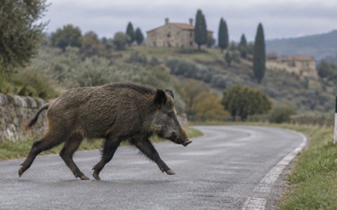 Cinghiale sulla Cassia Nord, chiesti 18mila euro di danni